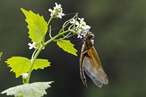 European Dragonfly Drucke: Two spotted Dragonfly, Epitheca bimaculata