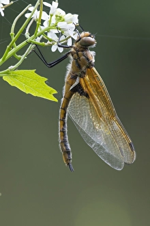European Dragonfly Drucke: Two spotted Dragonfly, Epitheca bimaculata
