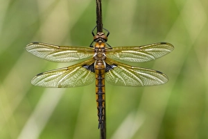 Bilder Datiert 19. Mai 2016: Zwei fleckige Libelle, Epitheca bimaculata.