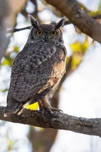 Spotted Eagle Owl Drucke: Spotted Eagle Owl, Bubo africanus