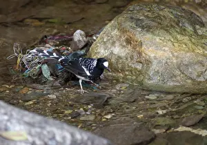 Himalayan Wildlife Drucke: Spotted Forktail, Enicurus maculatus