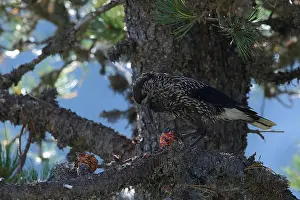 Spotted Nutcracker Drucke: Spotted Nutcracker or Eurasian Nutcracker, Nucifraga caryocatactes ssp. caryocatactes