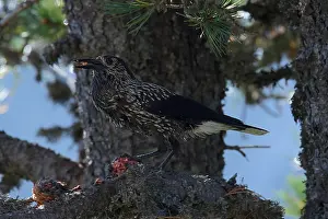 Corvidae Species Drucke: Spotted Nutcracker or Eurasian Nutcracker, Nucifraga caryocatactes ssp. caryocatactes