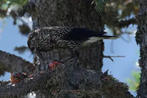 Spotted Nutcracker Drucke: Spotted Nutcracker or Eurasian Nutcracker, Nucifraga caryocatactes ssp. caryocatactes