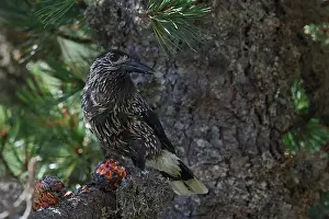 Forest Wildlife Germany Drucke: Spotted Nutcracker or Eurasian Nutcracker, Nucifraga caryocatactes ssp. caryocatactes