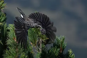 Spotted Nutcracker or Eurasian Nutcracker, Nucifraga caryocatactes ssp. caryocatactes