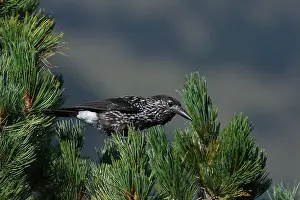 Alpine Wildlife Photography Drucke: Spotted Nutcracker or Eurasian Nutcracker, Nucifraga caryocatactes ssp. caryocatactes