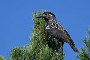 Spotted Nutcracker Drucke: Spotted Nutcracker or Eurasian Nutcracker, Nucifraga caryocatactes ssp. caryocatactes