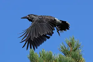Corvidae Species Drucke: Spotted Nutcracker or Eurasian Nutcracker, Nucifraga caryocatactes ssp. caryocatactes