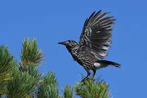 Black And White Bird Photos Drucke: Spotted Nutcracker or Eurasian Nutcracker, Nucifraga caryocatactes ssp. caryocatactes