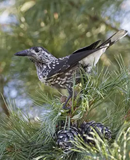 Spotted Nutcracker Drucke: Spotted Nutcracker, Notenkraker, Nucifraga caryocatactes