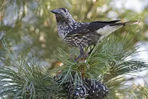 Spotted Nutcracker Drucke: Spotted Nutcracker, Notenkraker, Nucifraga caryocatactes