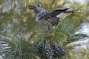 Spotted Nutcracker Drucke: Spotted Nutcracker, Notenkraker, Nucifraga caryocatactes
