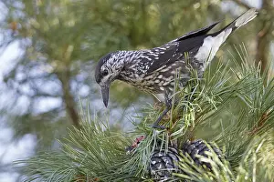 Spotted Nutcracker Drucke: Spotted Nutcracker, Notenkraker, Nucifraga caryocatactes