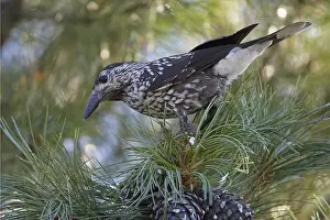 Spotted Nutcracker Drucke: Spotted Nutcracker, Notenkraker, Nucifraga caryocatactes