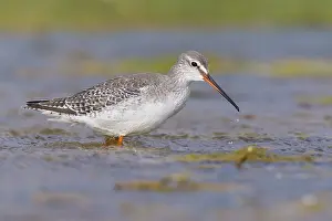 European Shorebirds Drucke: Spotted Redshank