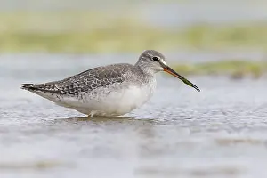 Spotted Redshank Drucke: Spotted Redshank