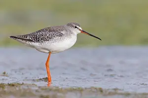 Shorebird Species Drucke: Spotted Redshank