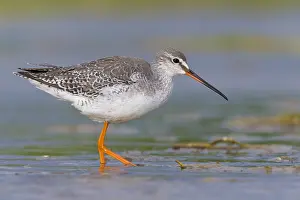 Spotted Redshank Drucke: Spotted Redshank