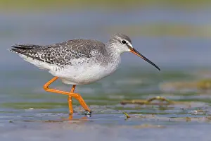 Charadriiformes Birds Europe Drucke: Spotted Redshank