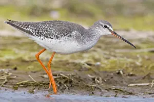 European Shorebirds Drucke: Spotted Redshank
