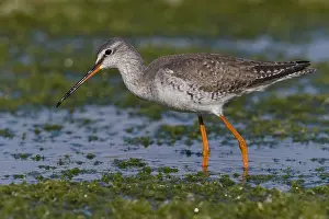 Tringa Erythropus Species Drucke: Spotted Redshank