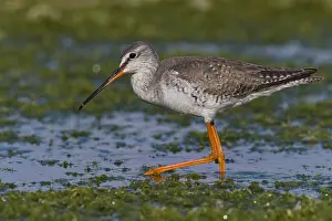 Wader Bird Photography Drucke: Spotted Redshank