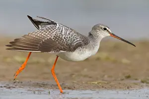 Charadriiformes Family Drucke: Spotted Redshank