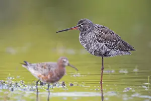 Wader Bird Species Drucke: Spotted Redshank