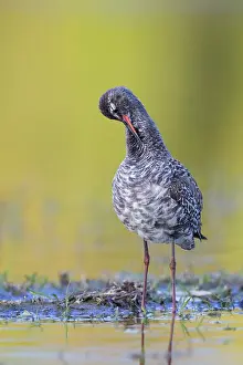 Spotted Redshank Drucke: Spotted Redshank