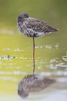 Spotted Redshank Drucke: Spotted Redshank