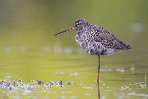Tringa Erythropus Drucke: Spotted Redshank