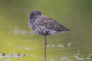 European Shorebirds Drucke: Spotted Redshank