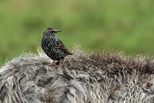 Bilder Datiert 10. Oktober 2017: Spreeuw