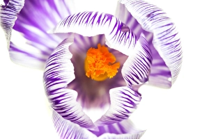 Crocus Vernus Drucke: Spring Crocus, Crocus vernus