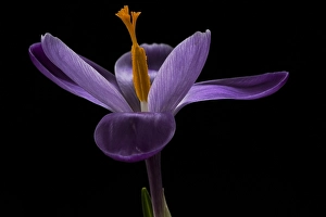 Garden Plant Life Drucke: Spring Crocus; Crocus vernus