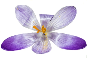 Crocus Vernus Drucke: Spring Crocus; Crocus vernus