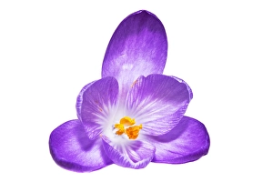 Crocus Vernus Drucke: Spring Crocus; Crocus vernus