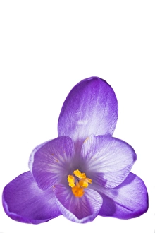 Crocus Vernus Drucke: Spring Crocus; Crocus vernus