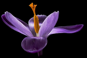 Crocus Vernus Drucke: Spring Crocus; Crocus vernus