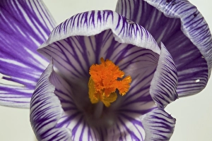 Crocus Vernus Drucke: Spring Crocus; Crocus vernus