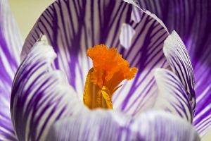 Crocus Vernus Drucke: Spring Crocus; Crocus vernus