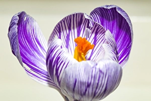Crocus Vernus Drucke: Spring Crocus; Crocus vernus