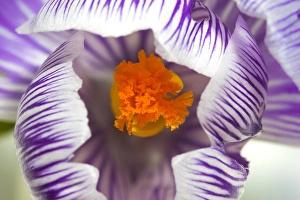 Crocus Vernus Drucke: Spring Crocus, Crocus vernus