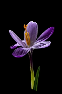 Nature Garden Flowers Drucke: Spring Crocus; Crocus vernus