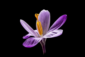 Nature Garden Plants Drucke: Spring Crocus; Crocus vernus