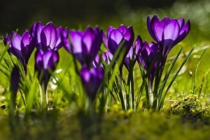 Crocus Vernus Drucke: Spring Crocus; Crocus vernus