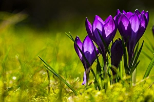 Nature Garden Flowers Drucke: Spring Crocus; Crocus vernus