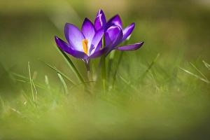 Frühlings-Krokus; Crocus vernus