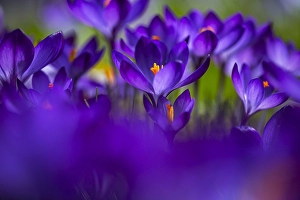 Crocus Vernus Drucke: Spring Crocus; Crocus vernus